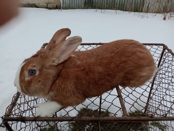 Predám králiky Šarišský obrovity - 2