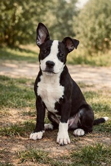 Stafford šteniatko - 2