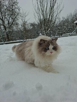 Ragdoll na krytie - 2