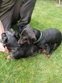 Krytie jazvečíka - 2