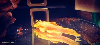 Ancitrus,gold Albino - 2