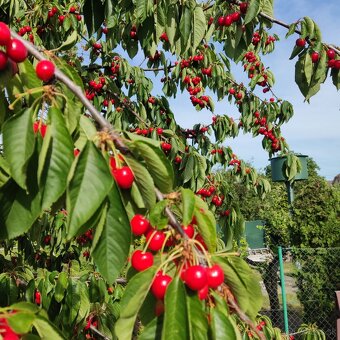 🍒🍒čerešne 🍒🍒 - 2