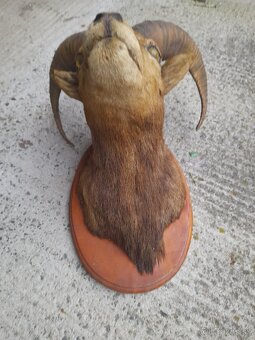 Predám trofeje, preparát - 2