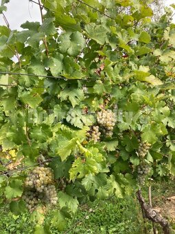 Záhrada + vinica + chatka na predaj - 2