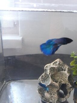 Predam bojovnica betta - 2
