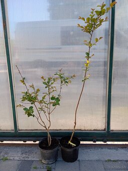 70-100 cm Myrta krepová fialová (Lagerstroemia indica - 2