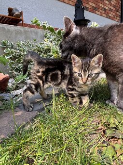 🐾 Rozkošné mačiatko – hľadá nový domov 🐱💛 - 2