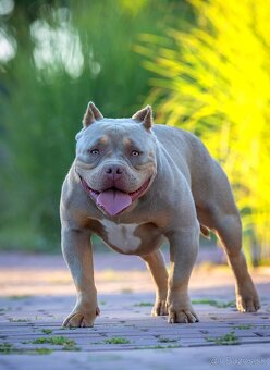 American Bully - 2