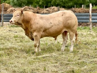 Plemenné býky Blonde d’Aquitaine - 2