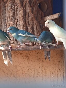 Kakariky - 2