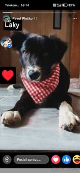 Predám psíka - 2