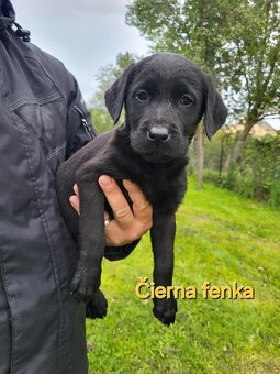 Labrador - 2