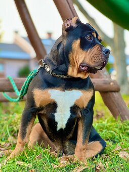 American bully xl/xxl - 2