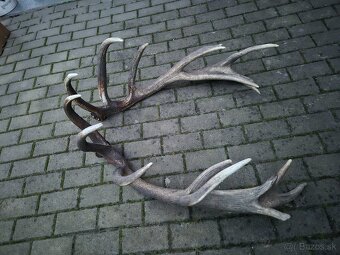 Trofej trofeje paroh parohy parozie zhody - 2