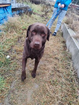 Darujem labradora - 2