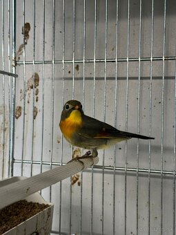 Timaliovec žltohrdlý - 2