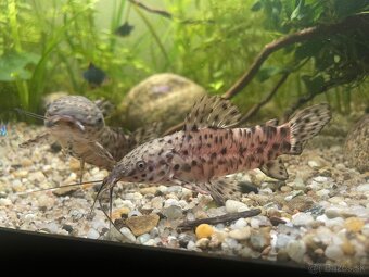 Pancierniček trinidadský - 2