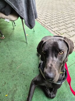 Weimarsky stavac. - 2