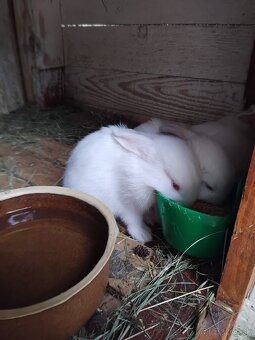 Predám králiky - 2