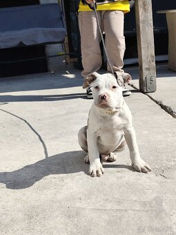 American bully - 2