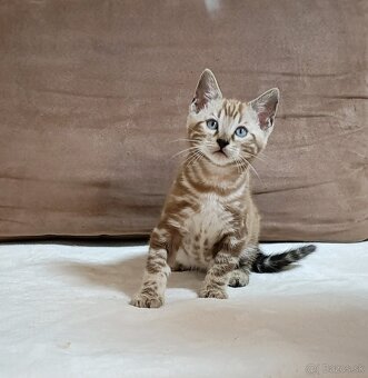 Sepia marbeld bengal - 2