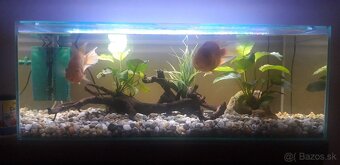 Akvarium - 2