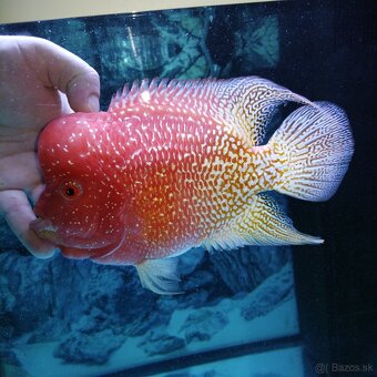 Flowerhorn pár - 2