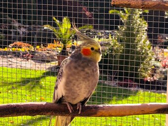 korely výstavný typ - 2