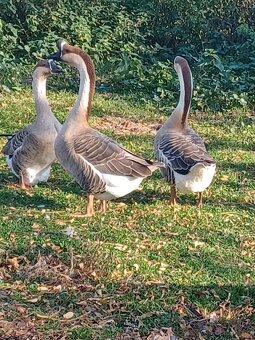 Kacky husy lilipitky - 2