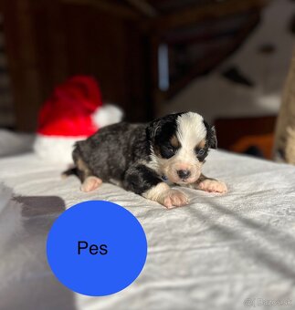 Bernský salašnícky pes - 2