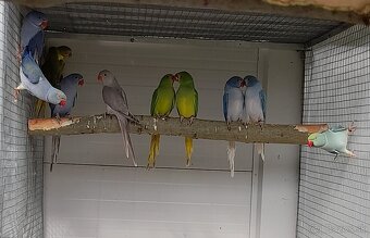 Alexander malý  šedý misty - 2