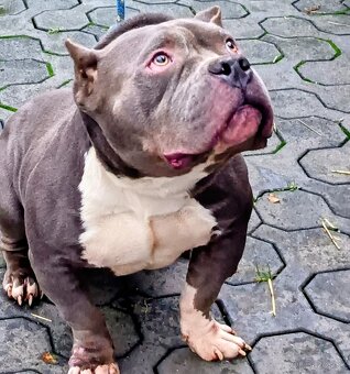 American bully pocket - 2