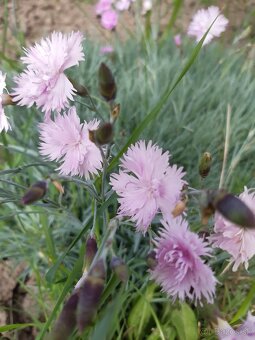 Klinček fialový voňavý - 2