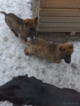 Nemecký ovčiak na predaj - 2