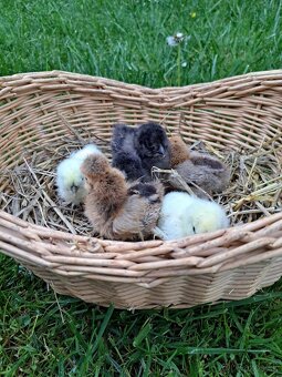 Hodvábnička-kuriatka - 2