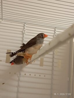 Zebrička timorská - 2