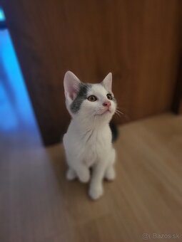 Darujem maciatko - 2