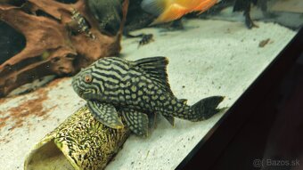 Panaque SP Spotted L330 - 2