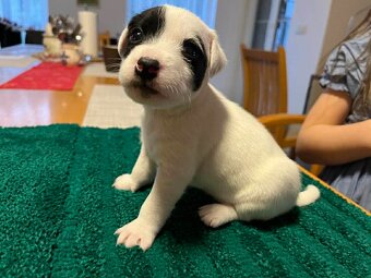 Parson russell terier - 2