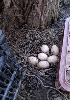 Násadové vajcia indického bežca - 2