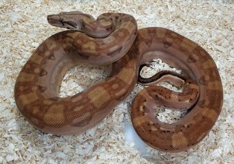 Boa imperator - Keltic VPI Sunglow, Aztec VPI Sunglow - 2