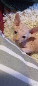 Kanadský sphynx - 2
