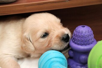Zlatý retriever/ Golden retriever - 2