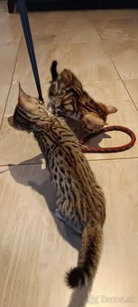 Bengalské mačiatka - 2