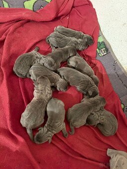 Šteniatka Cane Corso - 2