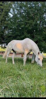 Šimla belgického teplokrevníka - 2