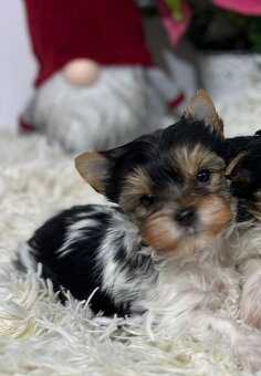 Yorkshirsky teriér biewer - 2