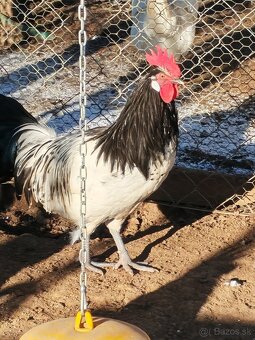 Predám kohútov - 2