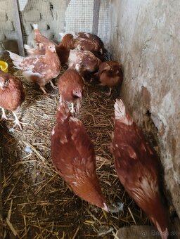 Nosnice 16 týždňové - 2