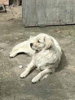 Krytie Zlatého retrievera - 2